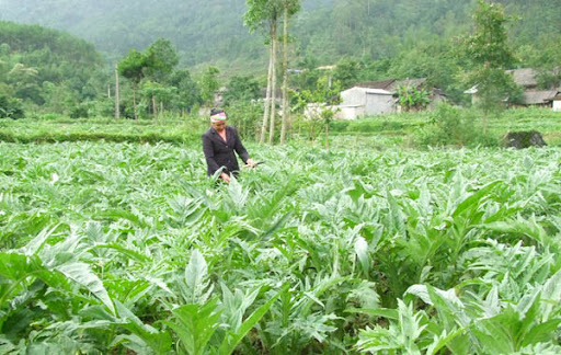 Cây dượt liệu