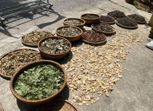 Dược liệu bẩn chứa các tác nhân gây bệnh, không được bảo quản đúng cách