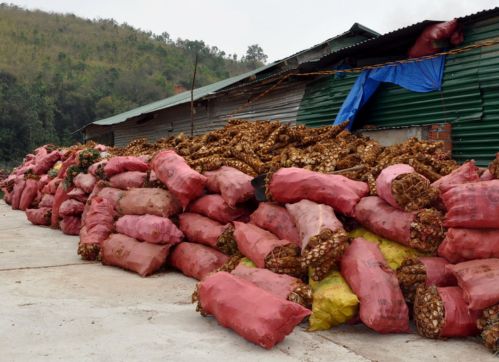 Nạn chảy máu các dược liệu quý hiếm, dược liệu có giá trị cao ra nước ngoài